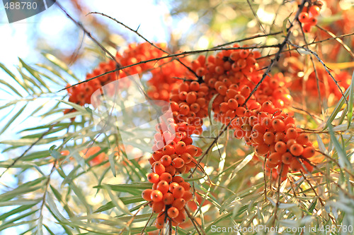 Image of Ripe sea-bucktorn berries