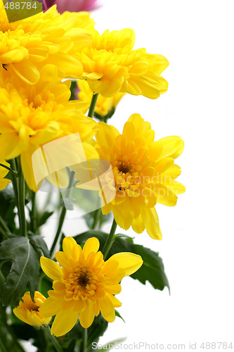 Image of Tender yellow chrysanthemum