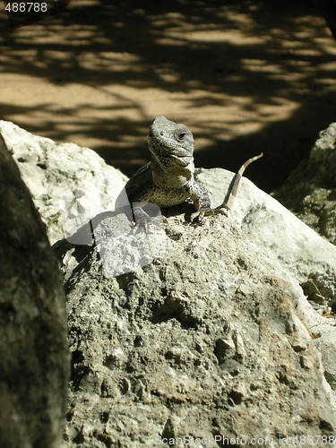 Image of Baby Iguana