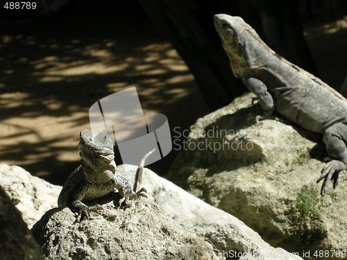 Image of Baby Iguana