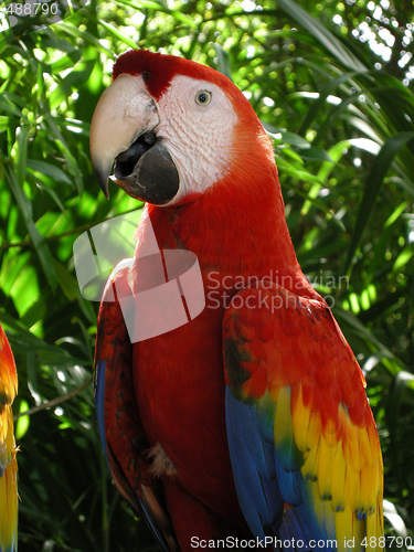 Image of Parrot Head