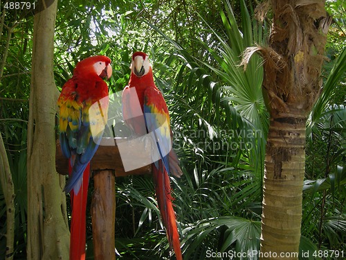 Image of Parrot Pair