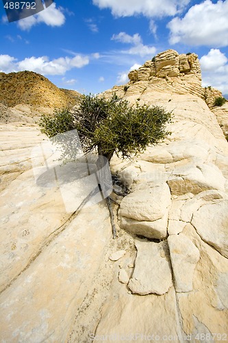 Image of Close up on the Rocks with a Small Tree - Snow Canyon Utah