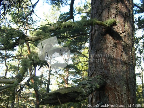 Image of Lichens on tree