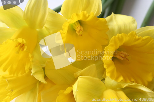 Image of Sunny Spring Daffodils