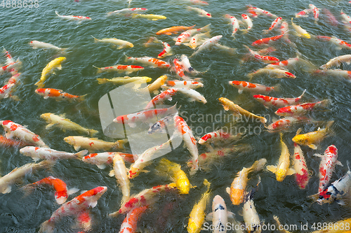 Image of Koi fish