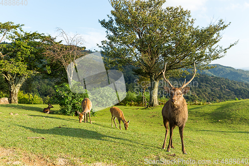 Image of Group of Doe Deer