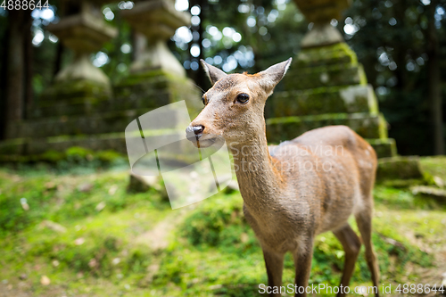 Image of Japanese deer