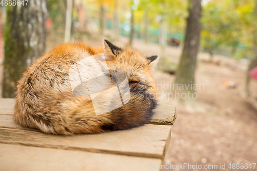 Image of Sleeping fox at outdoor