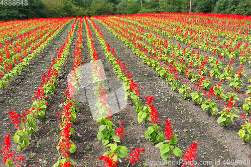 Image of Red Salvia farm garden