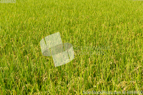 Image of Paddy Rice field