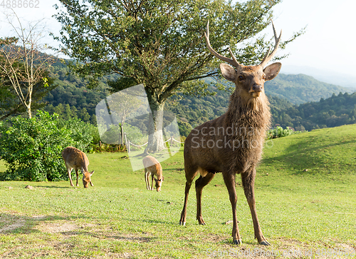 Image of Deer at outdoor