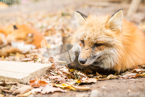 Image of Adorable fox