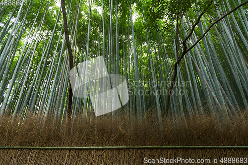 Image of Bamboo