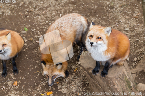 Image of Lovely fox