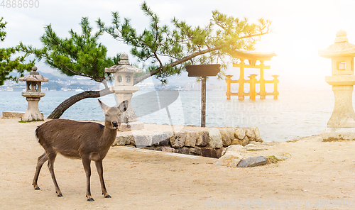 Image of Itsukushima Shrine and deer with sunshine