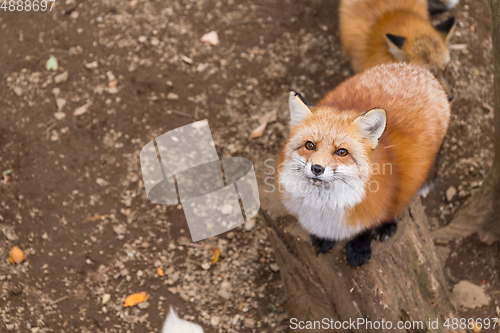 Image of Cute Fox looking up