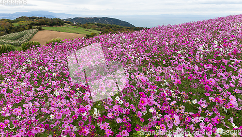 Image of Cosmos flower garden