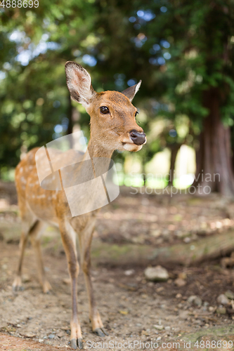 Image of Wild deer in natural habitat wildlife