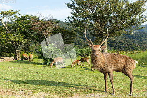 Image of Deer buck 