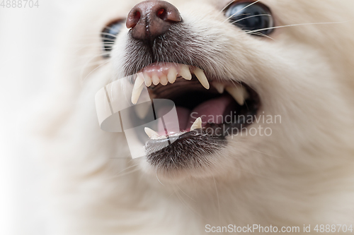 Image of Irated white pomeranian close up