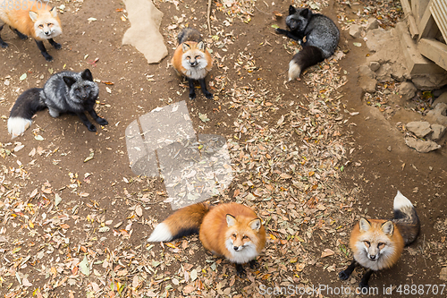 Image of Group of fox looking for food