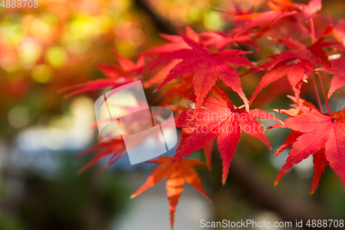 Image of Maple leaf in the fall