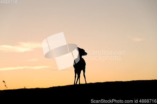 Image of Silhouette of deer