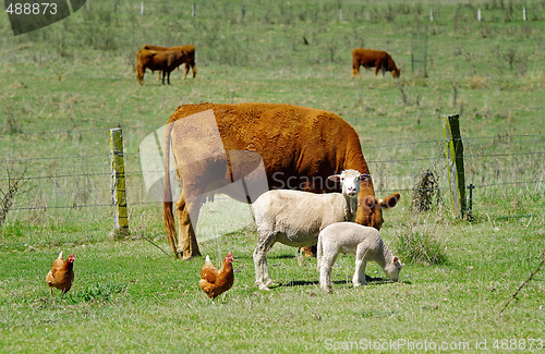 Image of the farmyard