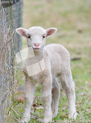 Image of cute baby lamb