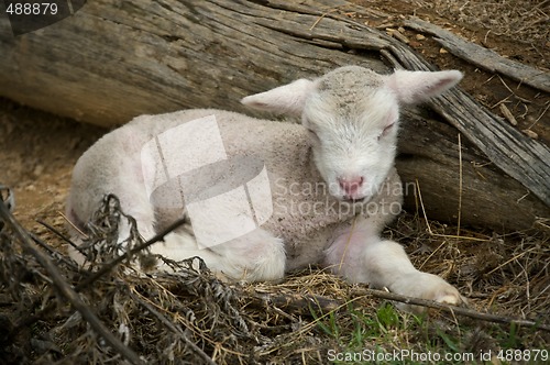 Image of sleeping lamb