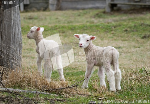 Image of two lambs on the farm