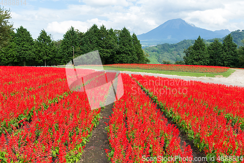 Image of Red Salvia farm