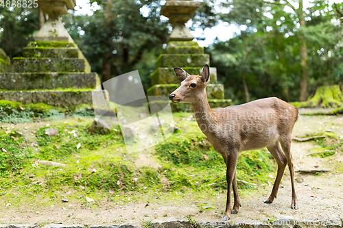 Image of Wild deer at japanese temple