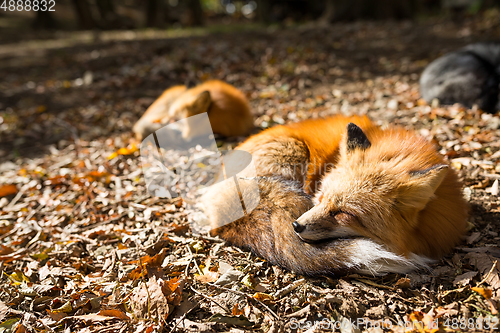 Image of Sleeping Vulpes