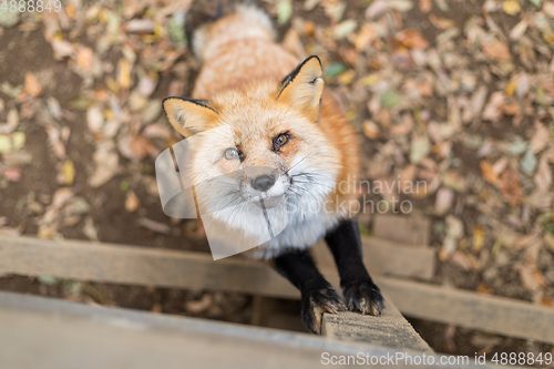 Image of Little fox looking up