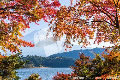 Image of Mt. Fuji, Japan from Kawaguchi Lake in the autumn season.