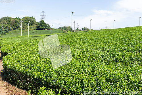 Image of Fresh green tea farm