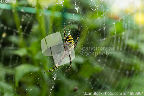 Image of Spider on Web