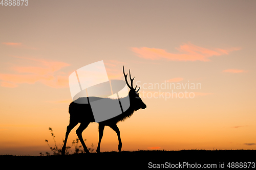 Image of Silhouette of deer under sunset