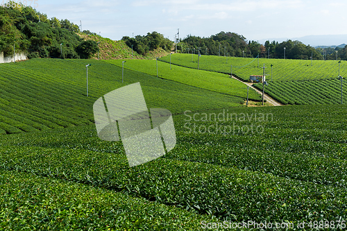 Image of Tea Plantation