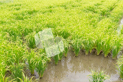 Image of Green Rice meadow