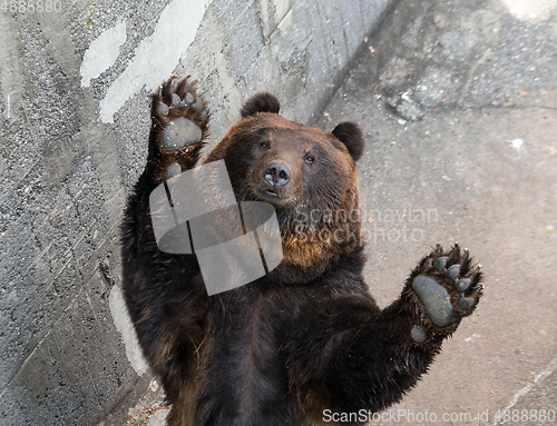 Image of Brown bear raising up hand 