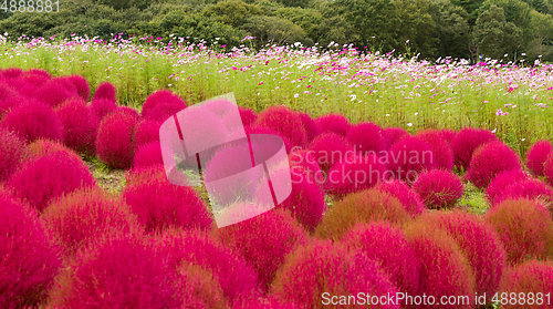 Image of Bassia scoparia and cosmos garden