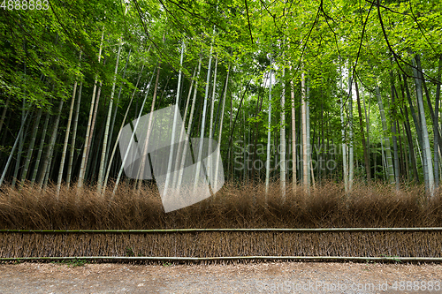 Image of Arashiyama bamboo forest in Kyoto