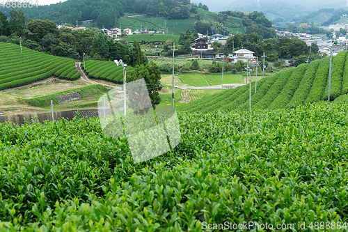 Image of Green tea plantation