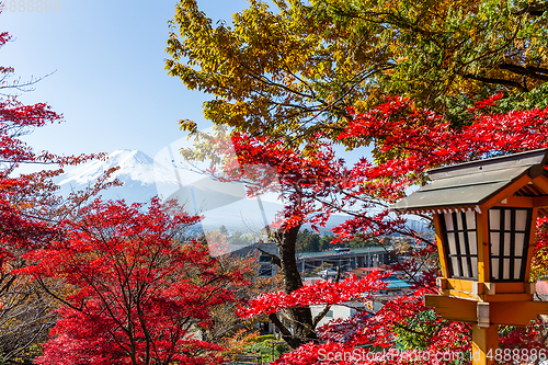 Image of Mount Fuji and maple tree