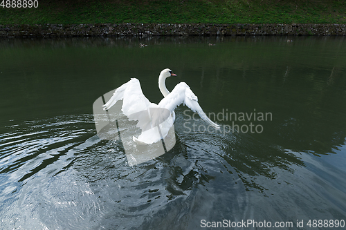 Image of Swan on the Lake