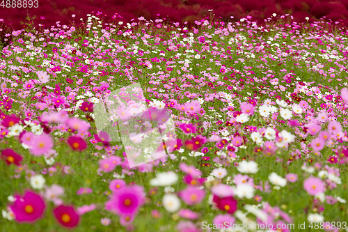Image of Cosmos flowers field