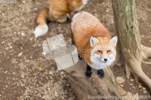 Image of Fox waiting for food